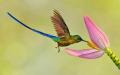 Колибри — птица, способная летать назад Цветок какого растения ищут в ночь на Ивана Купалу