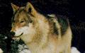 Интересные факты о волках Любовь побеждает проклятие