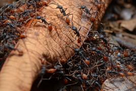 Кусают муравьи по соннику
